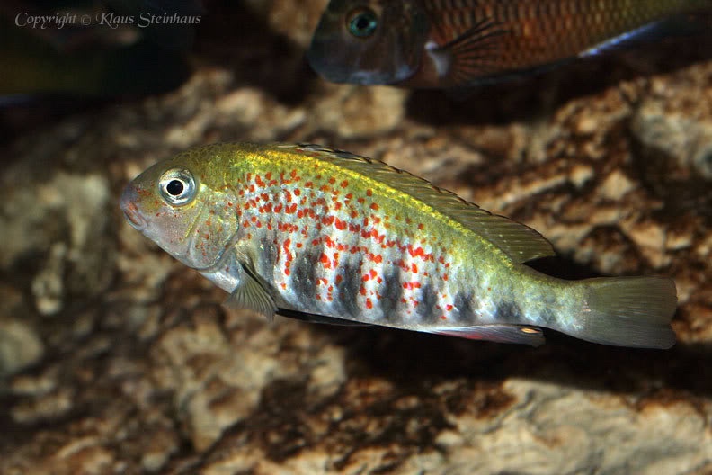 Pseudosimochromis babaulti